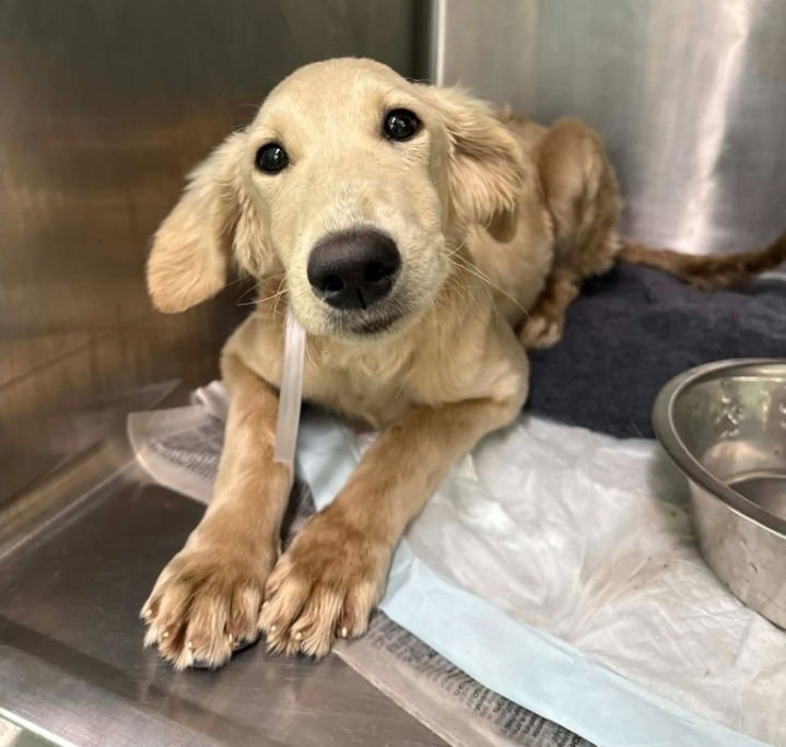 MONICA - Golden Retriever / Labrador Retriever available for adoption