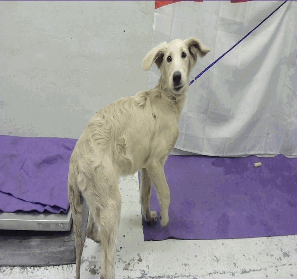 MONICA - Golden Retriever / Labrador Retriever available for adoption