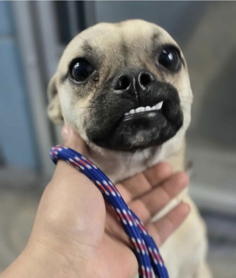 BOW WOW HW+ - Pug available for adoption