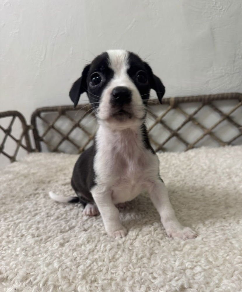 ANDROMEDA - Boxer / Labrador Retriever available for adoption