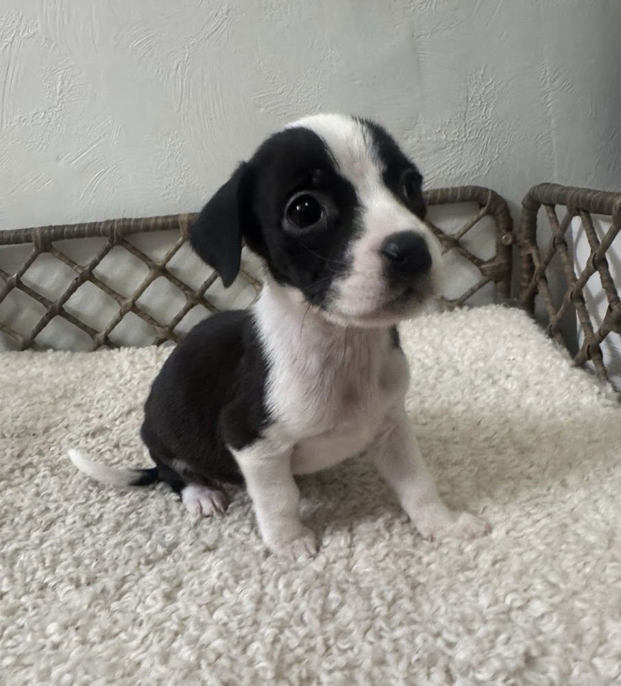 ANDROMEDA - Boxer / Labrador Retriever available for adoption