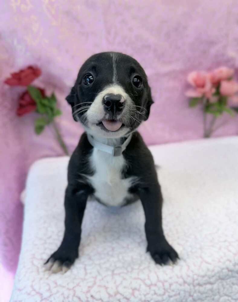 BUTTON - Chihuahua / Labrador Retriever available for adoption