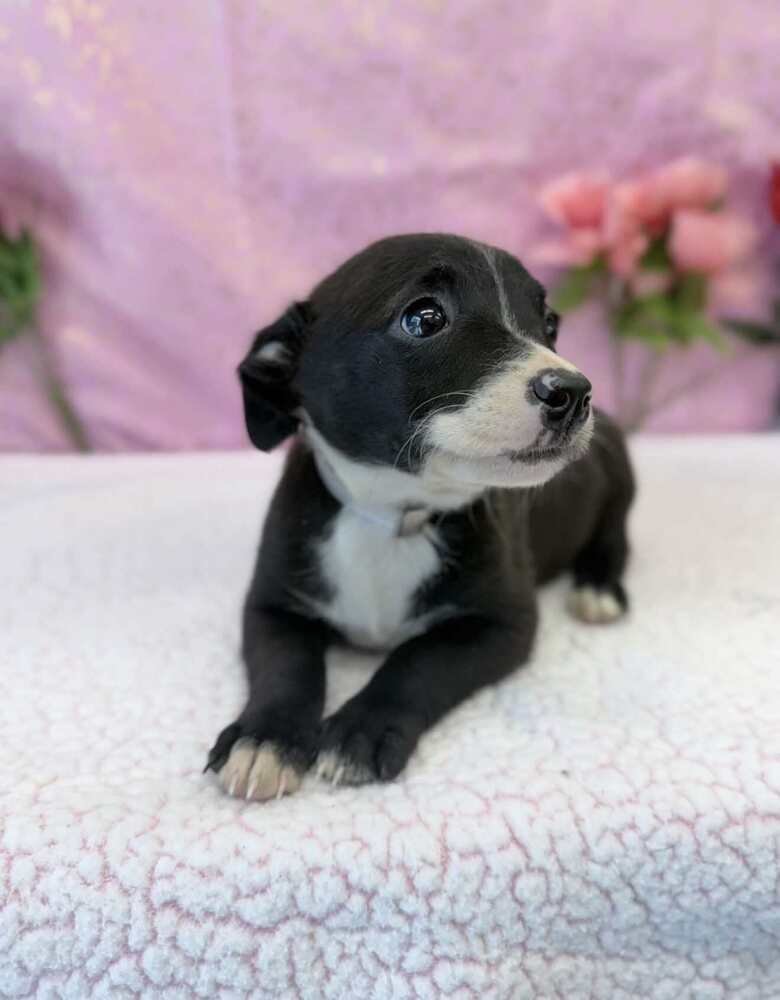 BUTTON - Chihuahua / Labrador Retriever available for adoption