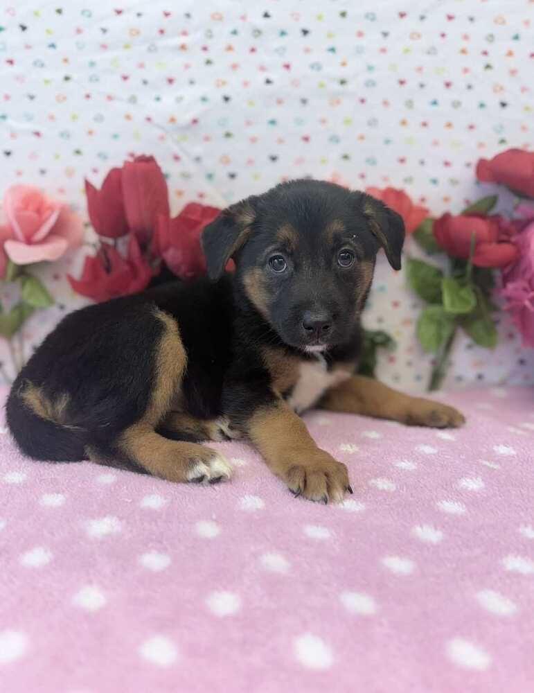 CUPID - German Shepherd Dog / Australian Shepherd available for adoption