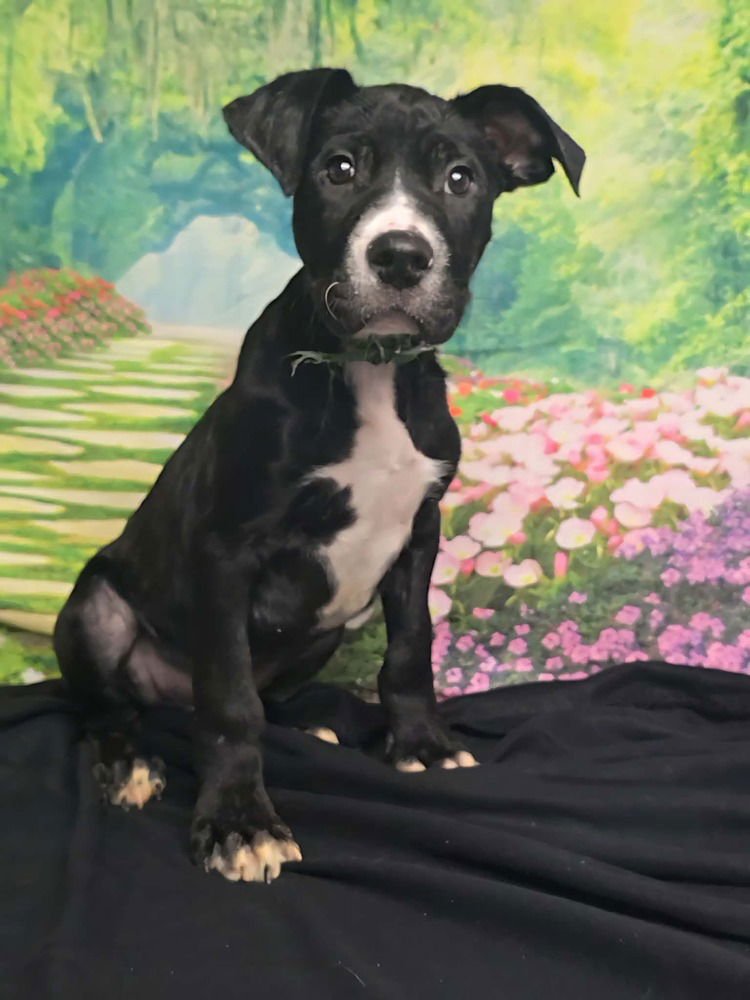 MERINGUE - American Staffordshire Terrier available for adoption