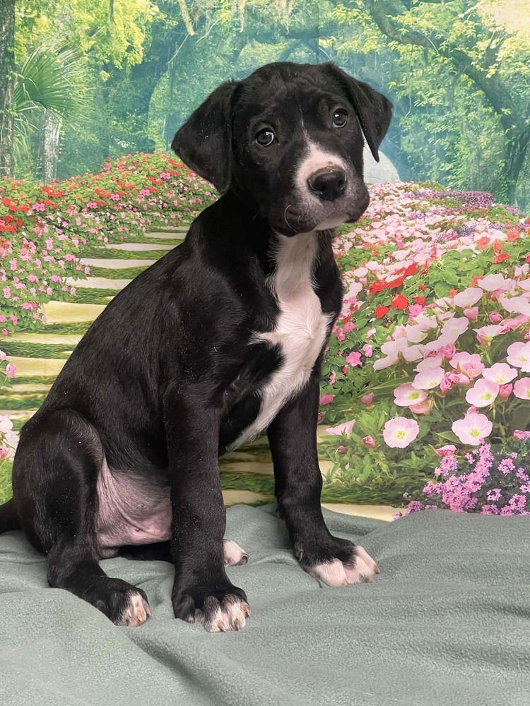 MERINGUE - American Staffordshire Terrier available for adoption