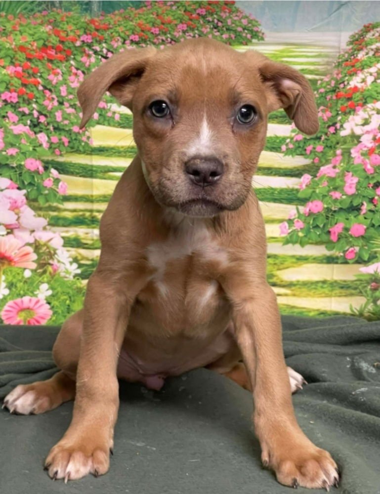 HARBOR - American Staffordshire Terrier available for adoption