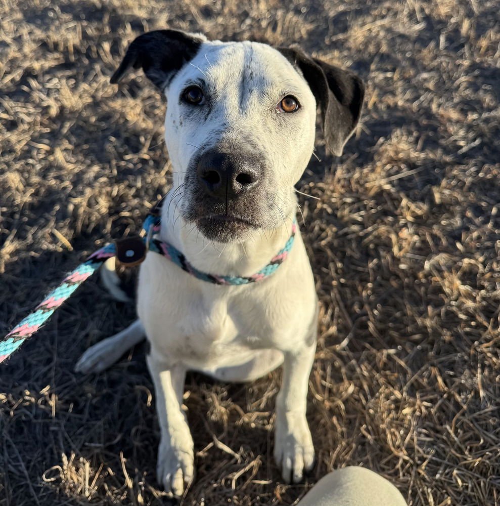 ASTER NKA CASH - American Bulldog / Terrier available for adoption