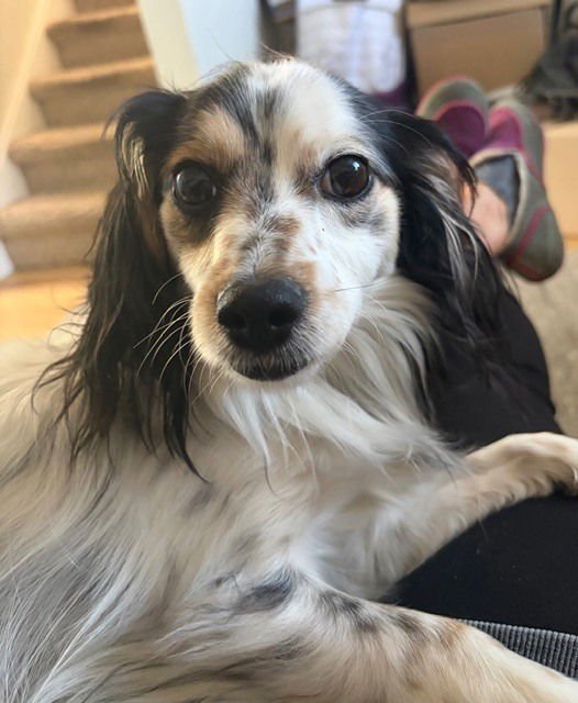 ROSCOE FKA GRANT HW + - Papillon / Dachshund available for adoption