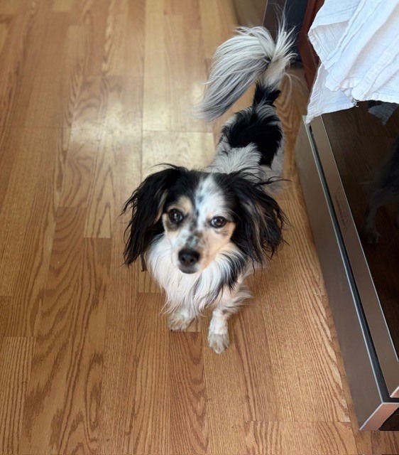 ROSCOE FKA GRANT HW + - Papillon / Dachshund available for adoption