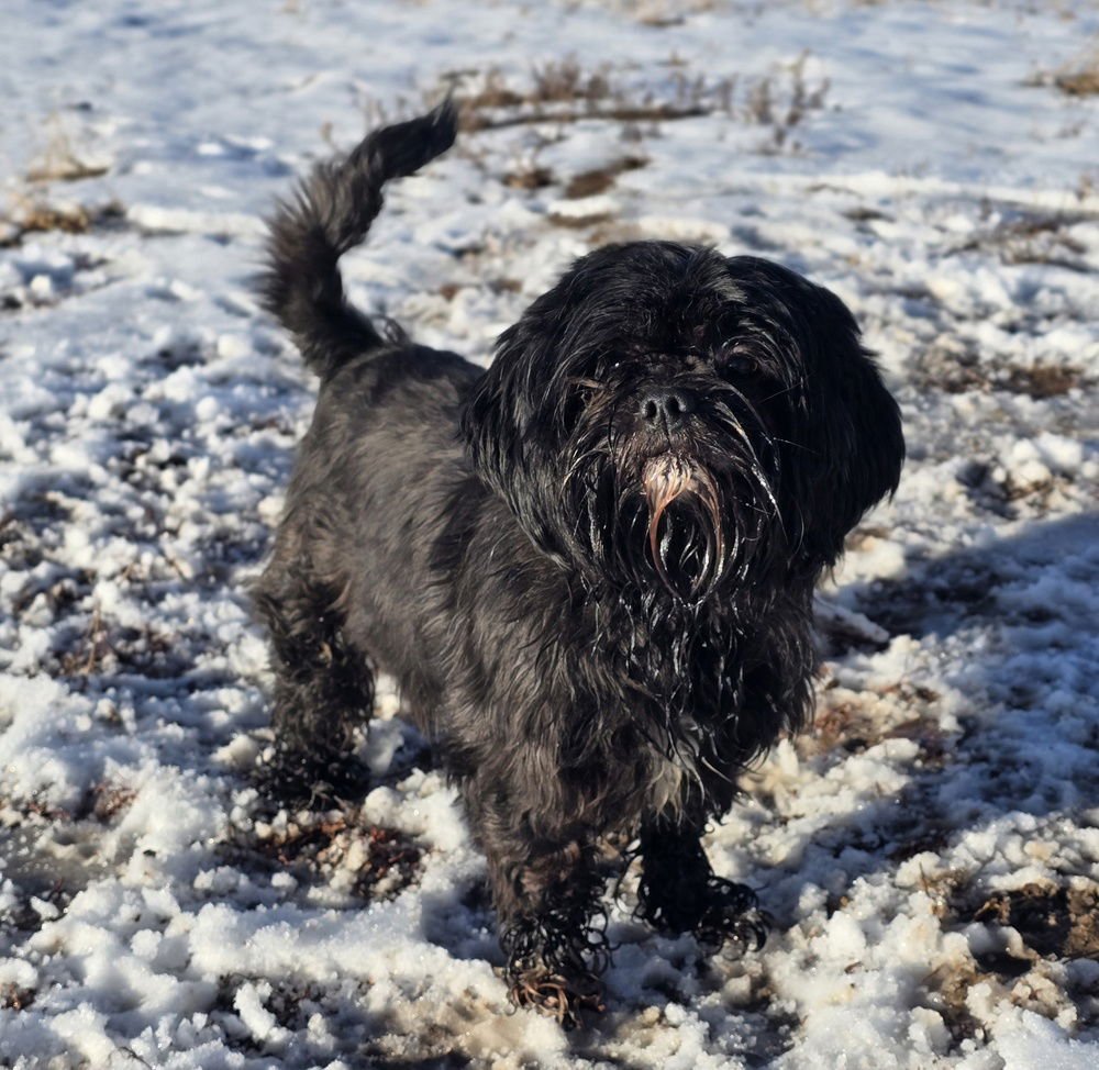 BRIXIE - Shih Tzu available for adoption