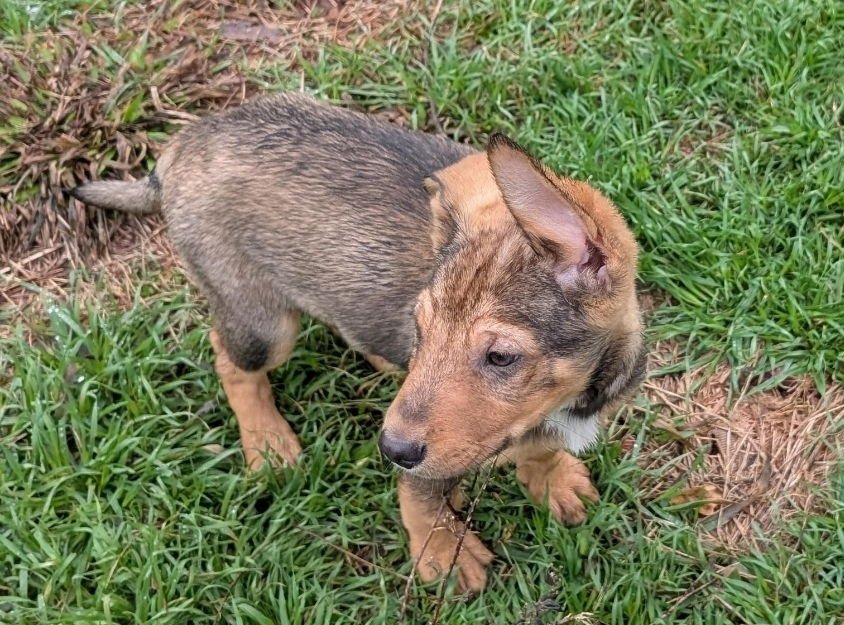 DALLAS - Australian Cattle Dog/Blue Heeler available for adoption