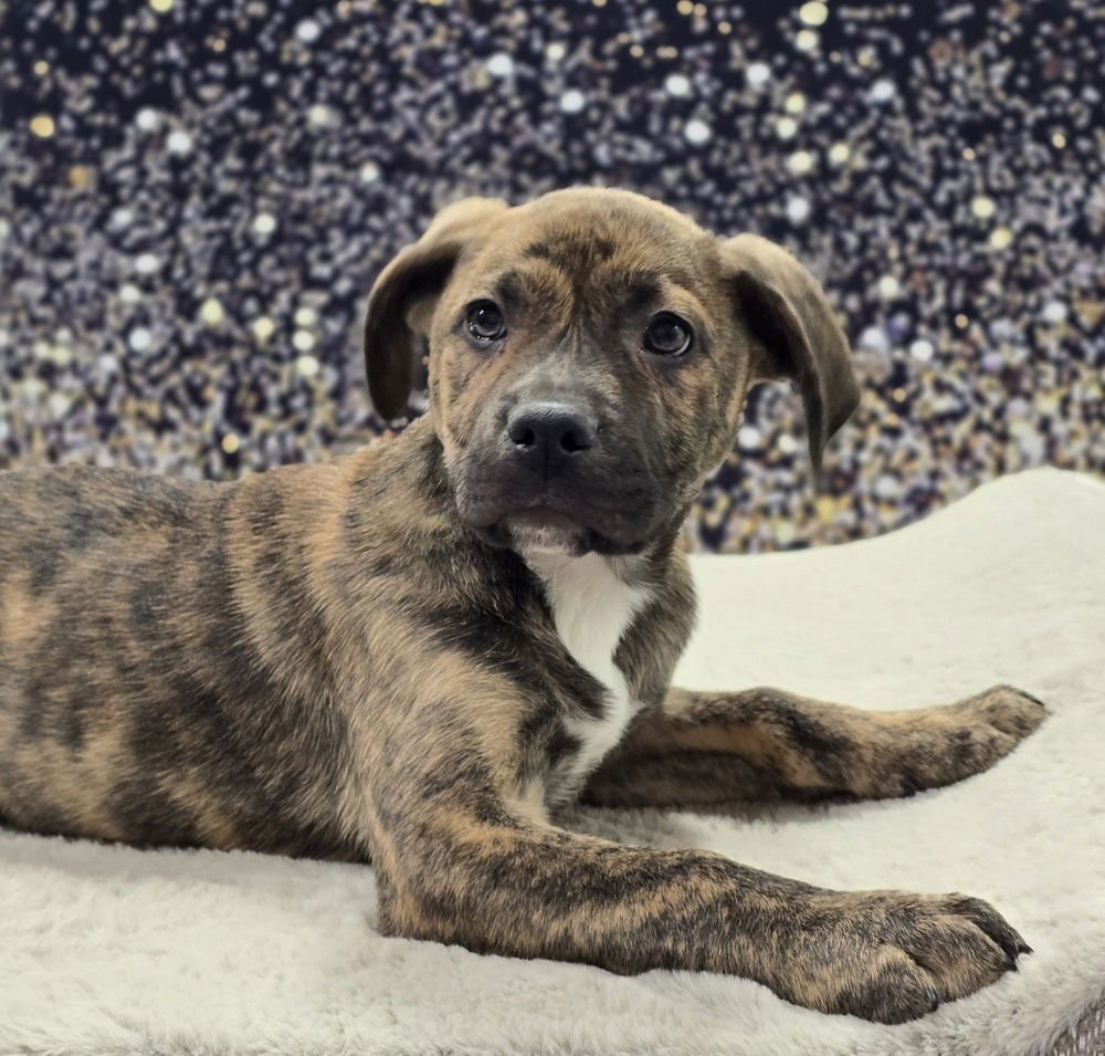 TIGGER - American Staffordshire Terrier / Labrador Retriever available for adoption