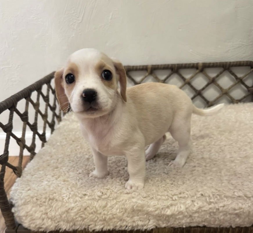 AURORA - Boxer / Labrador Retriever available for adoption