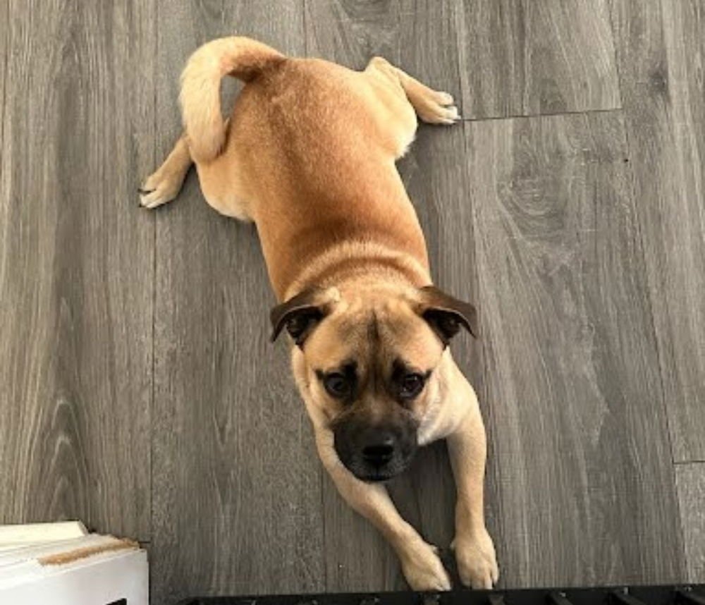 RICO - Pug / Beagle available for adoption