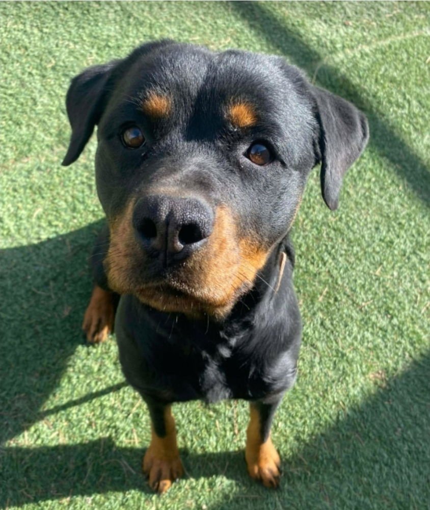 AMARA - Rottweiler available for adoption