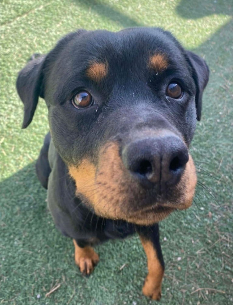 AMARA - Rottweiler available for adoption