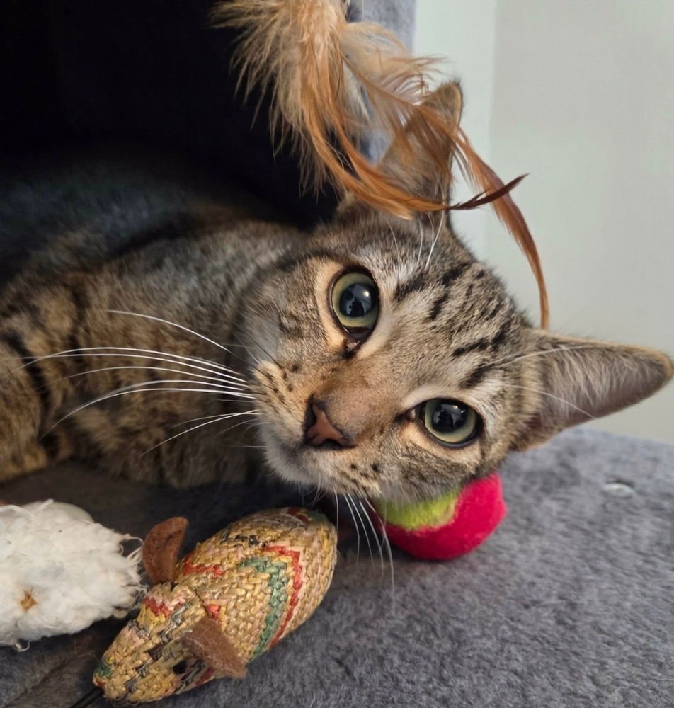 VINTAGE - Domestic Short Hair available for adoption