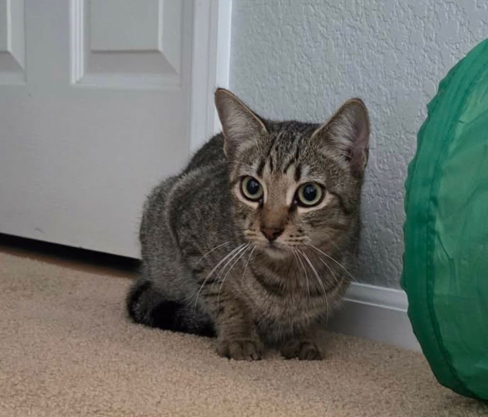 VINTAGE - Domestic Short Hair available for adoption