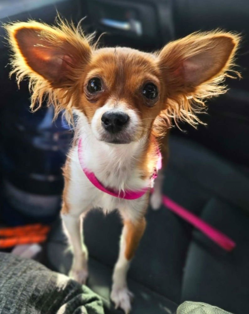 BELLA GRACE - Chihuahua available for adoption