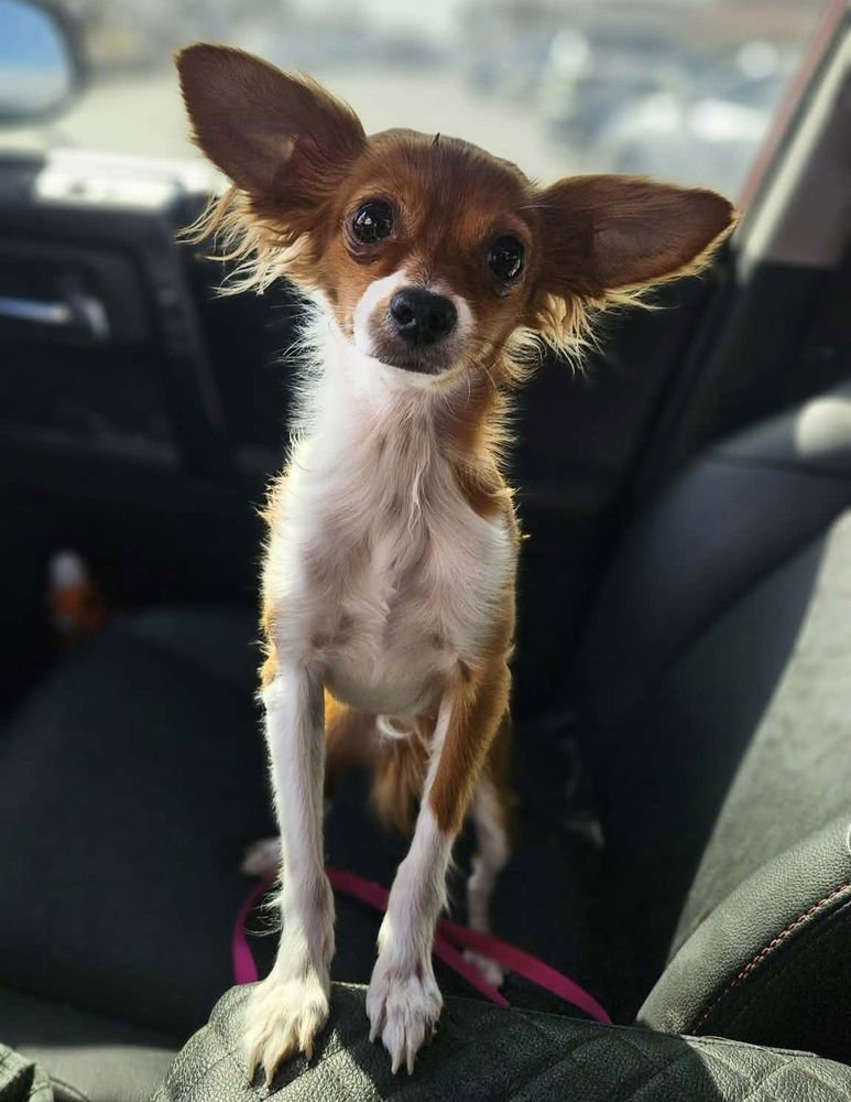 BELLA GRACE - Chihuahua available for adoption