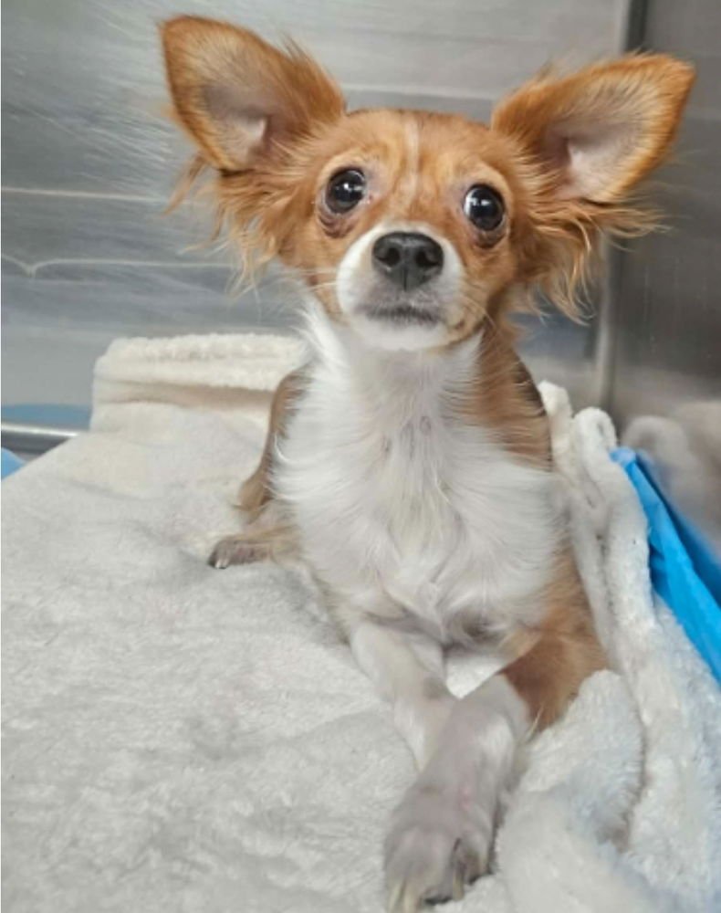 Bella Grace - Photo 4