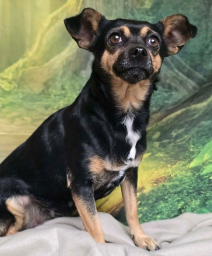 TRUFFLE - Chihuahua available for adoption