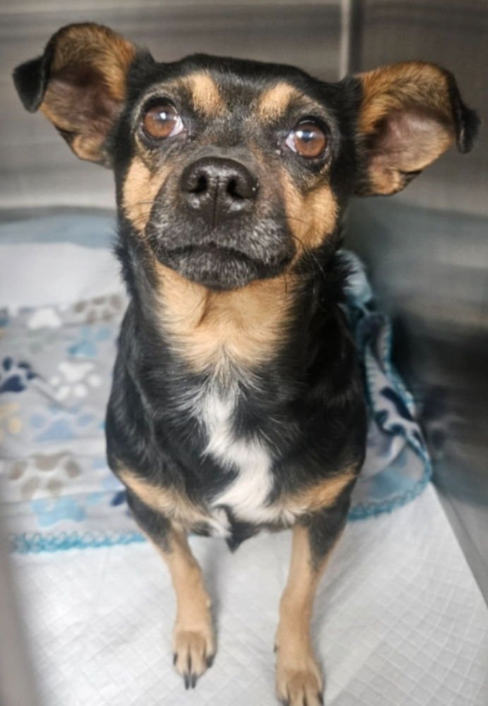 TRUFFLE - Chihuahua available for adoption