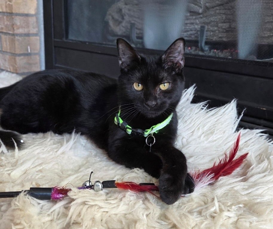 PAUL - Domestic Medium Hair available for adoption