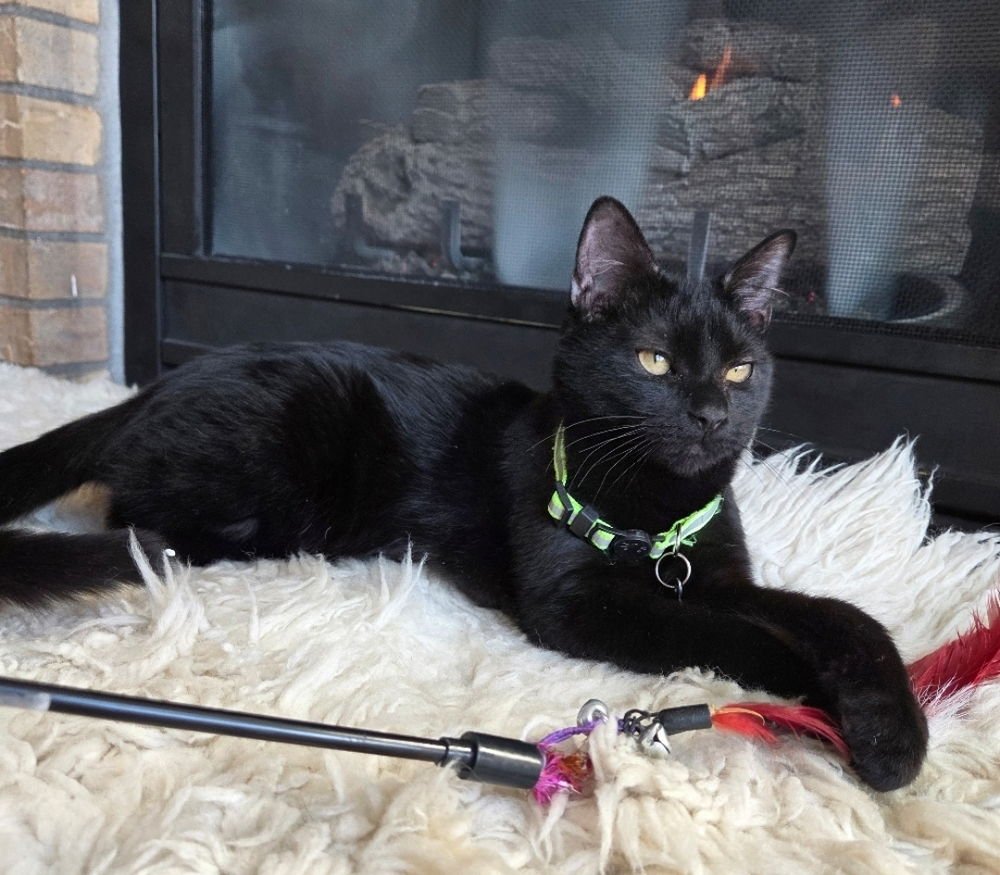 PAUL - Domestic Medium Hair available for adoption