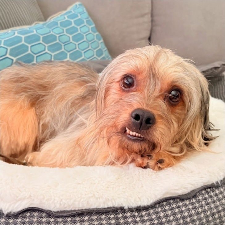 BEAR - Yorkshire Terrier Yorkie / Lhasa Apso available for adoption
