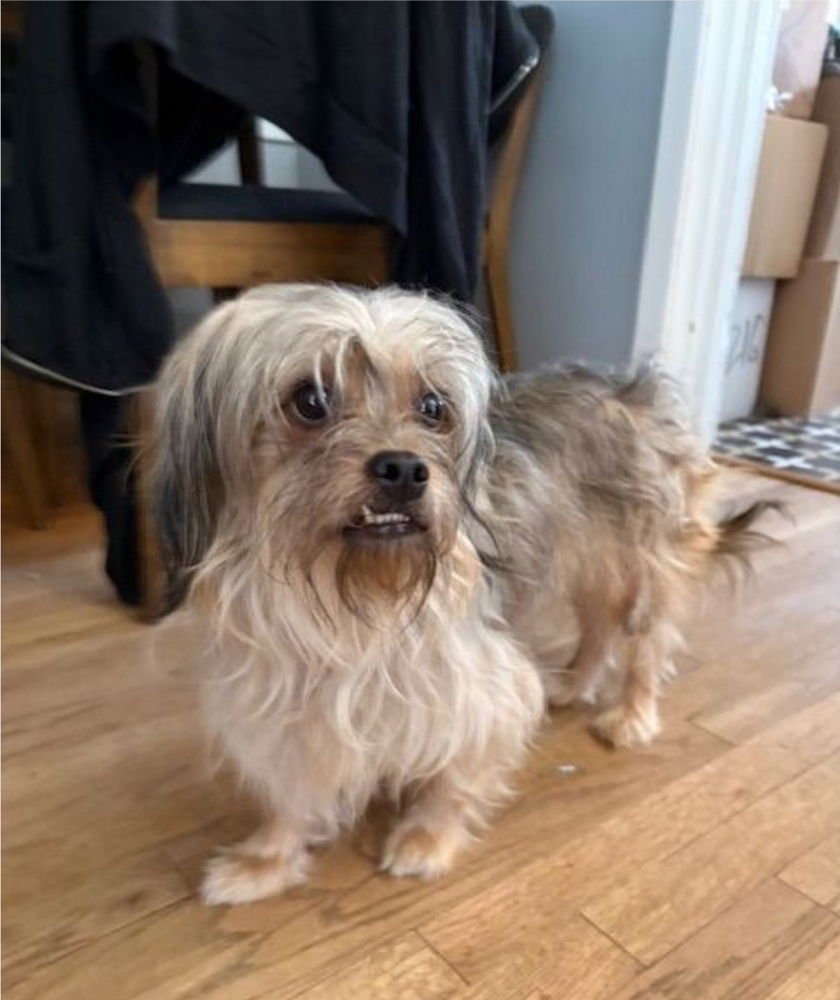 BEAR - Yorkshire Terrier Yorkie / Lhasa Apso available for adoption