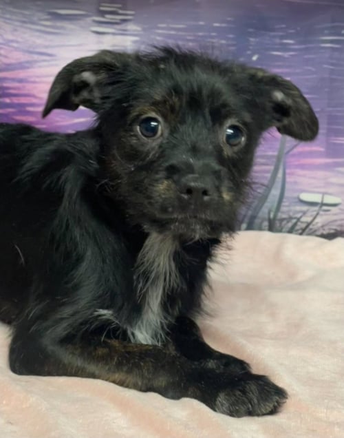 ARCTIC - Terrier available for adoption