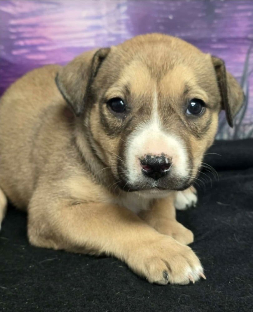 BAKLAVA - Pit Bull Terrier available for adoption