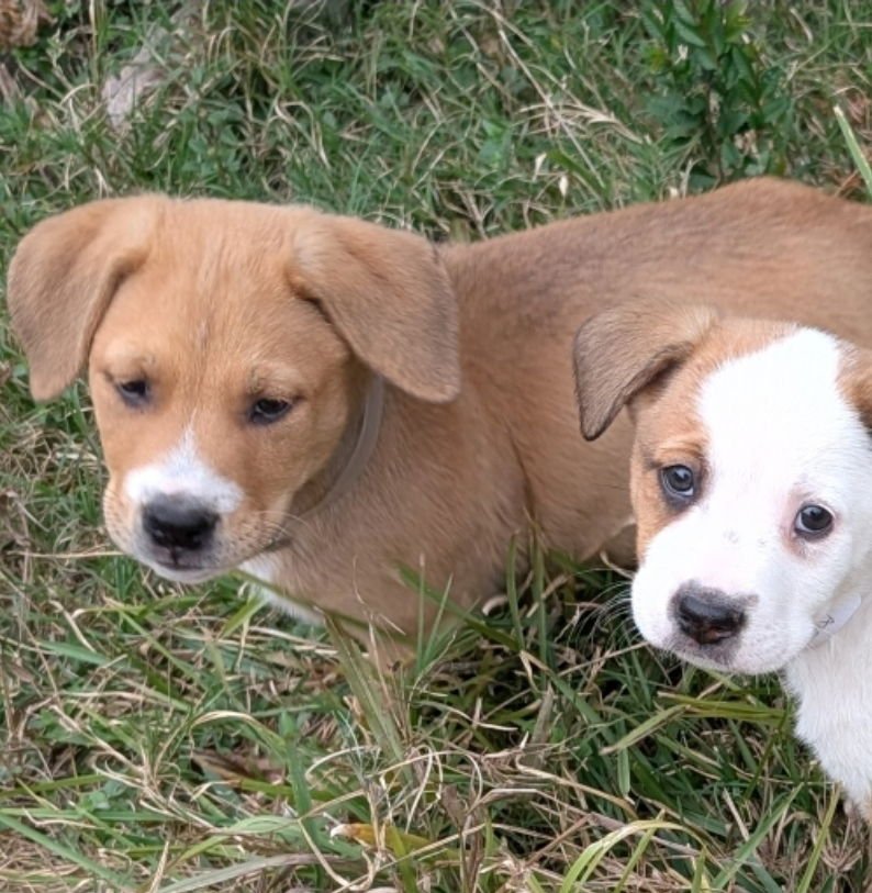 ADAM NKA ACE - Cattle Dog / Labrador Retriever available for adoption