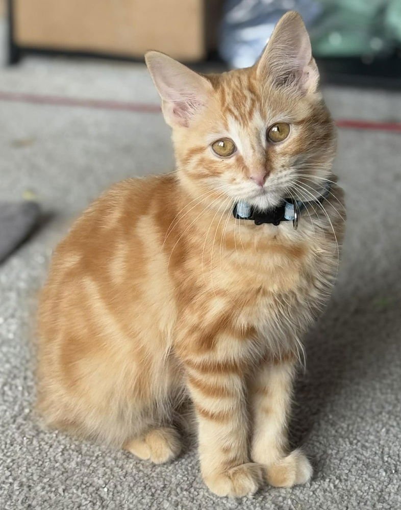 ZULLY - Domestic Medium Hair available for adoption