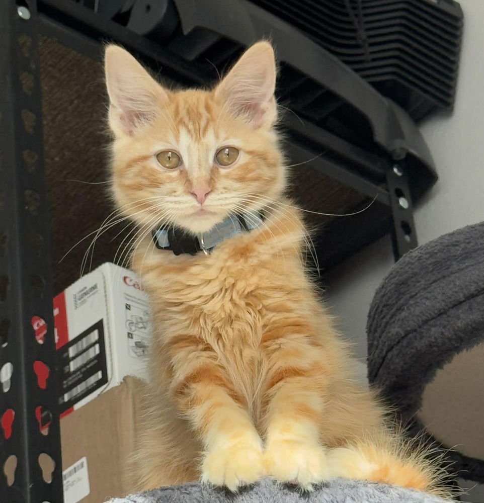 ZULLY - Domestic Medium Hair available for adoption