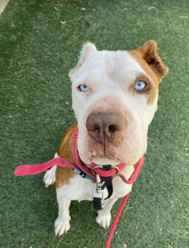 PEPPA - Cane Corso Mastiff / Pit Bull Terrier available for adoption