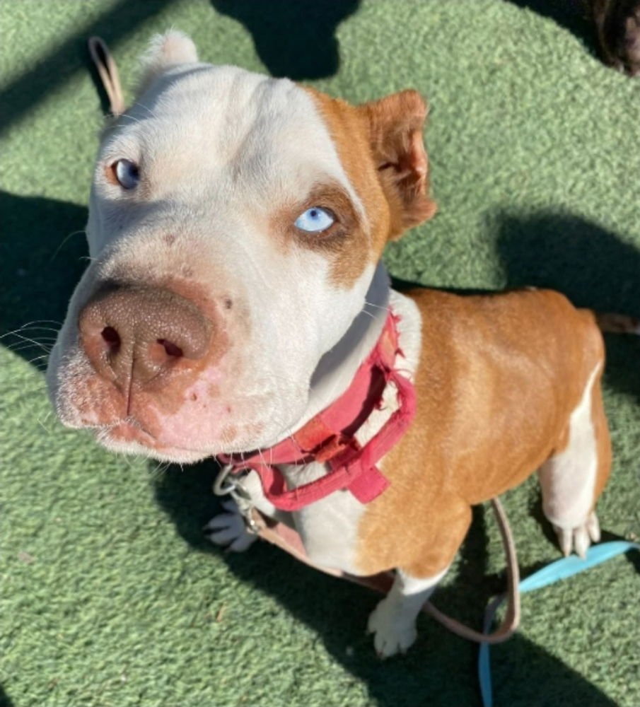 PEPPA - Cane Corso Mastiff / Pit Bull Terrier available for adoption