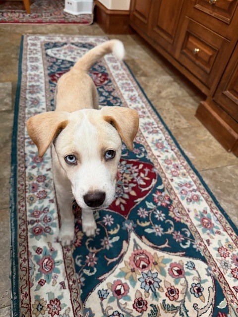 ALEJANDRO - Labrador Retriever available for adoption