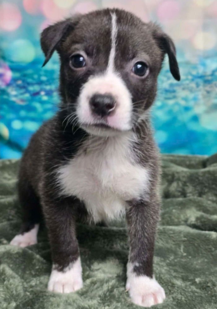 LINDA - Cattle Dog available for adoption