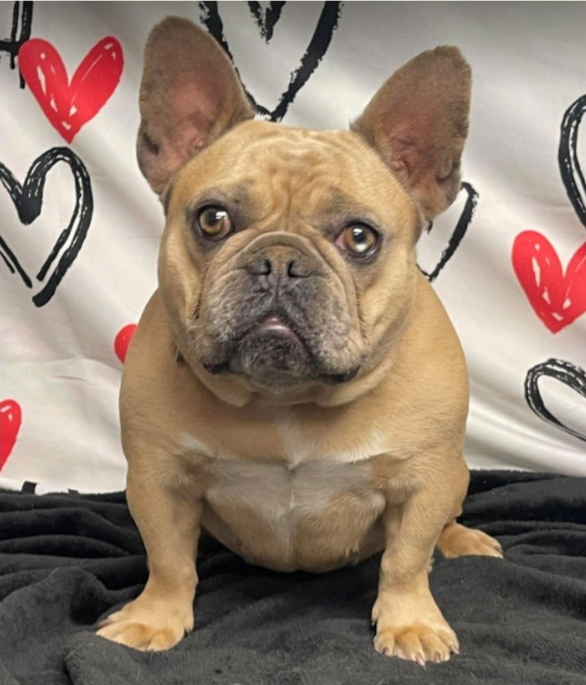 NANA BANANA - French Bulldog available for adoption