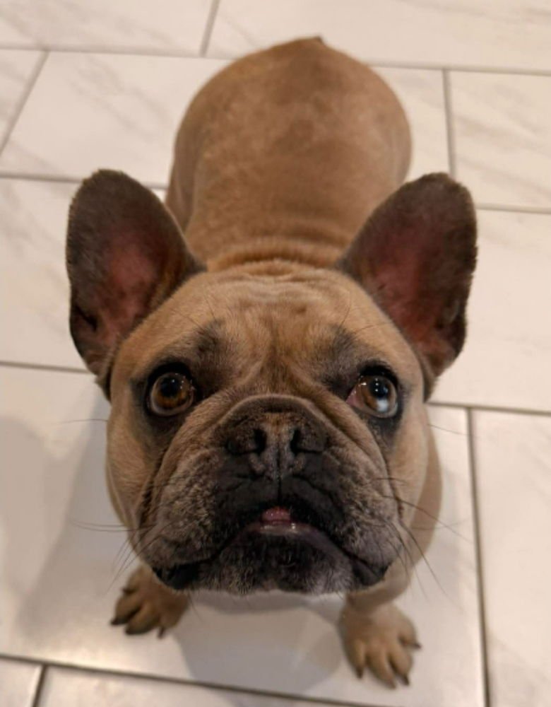 NANA BANANA - French Bulldog available for adoption