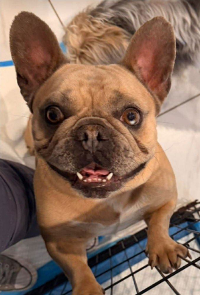 Nana Banana - Photo 3