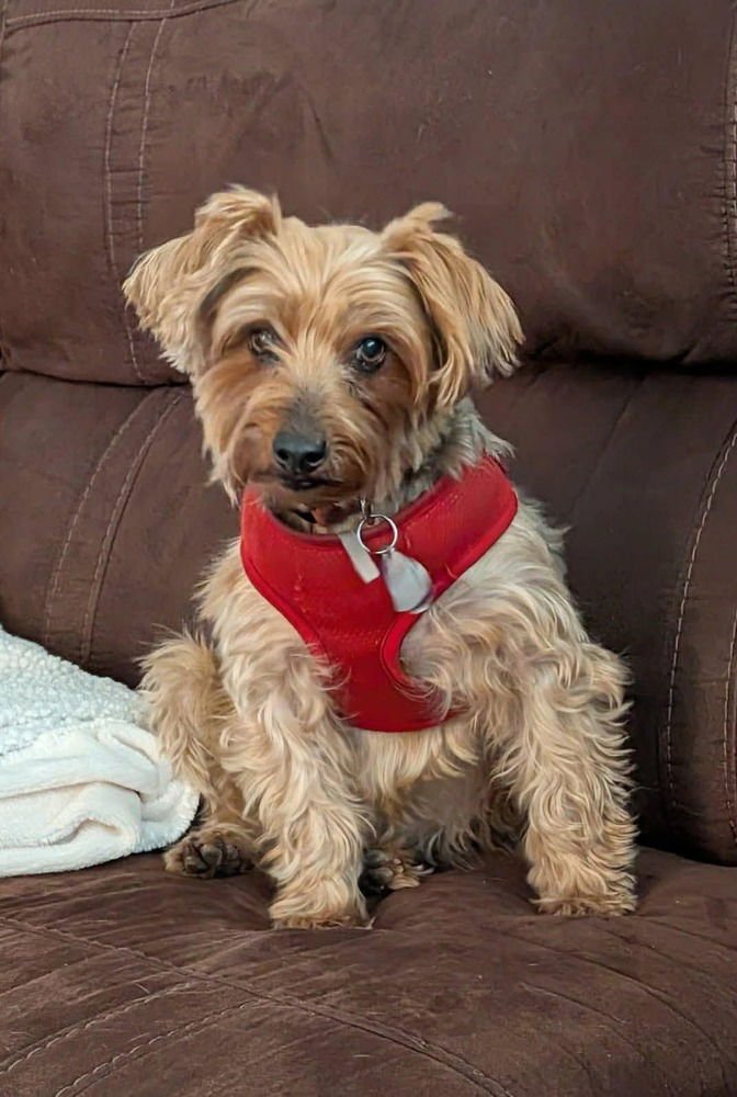 PENNY - Yorkshire Terrier Yorkie available for adoption