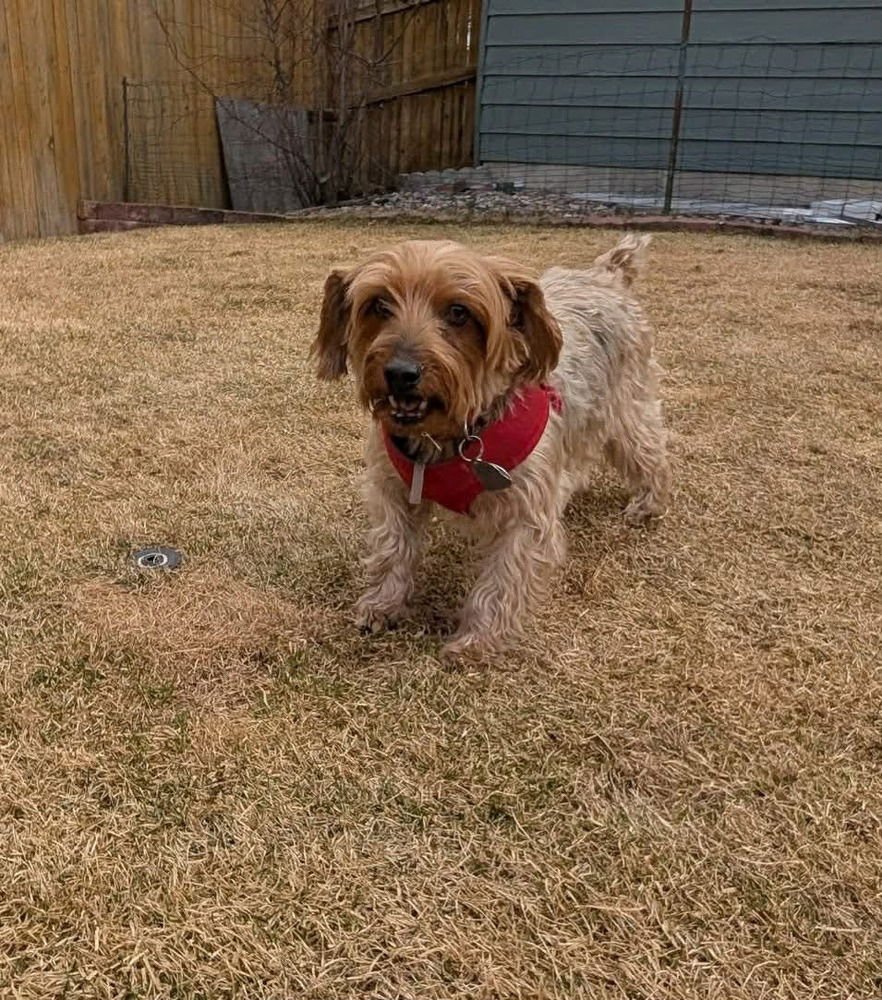 PENNY - Yorkshire Terrier Yorkie available for adoption