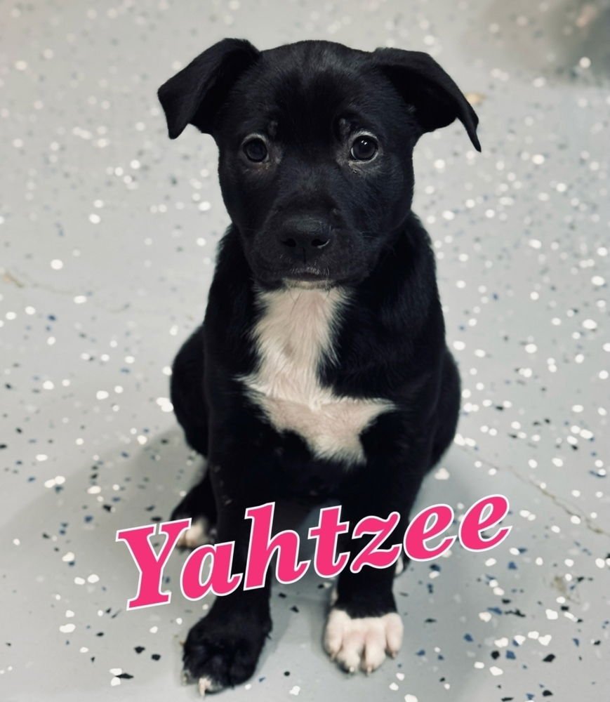 YAHTZEE - Labrador Retriever / Pointer available for adoption