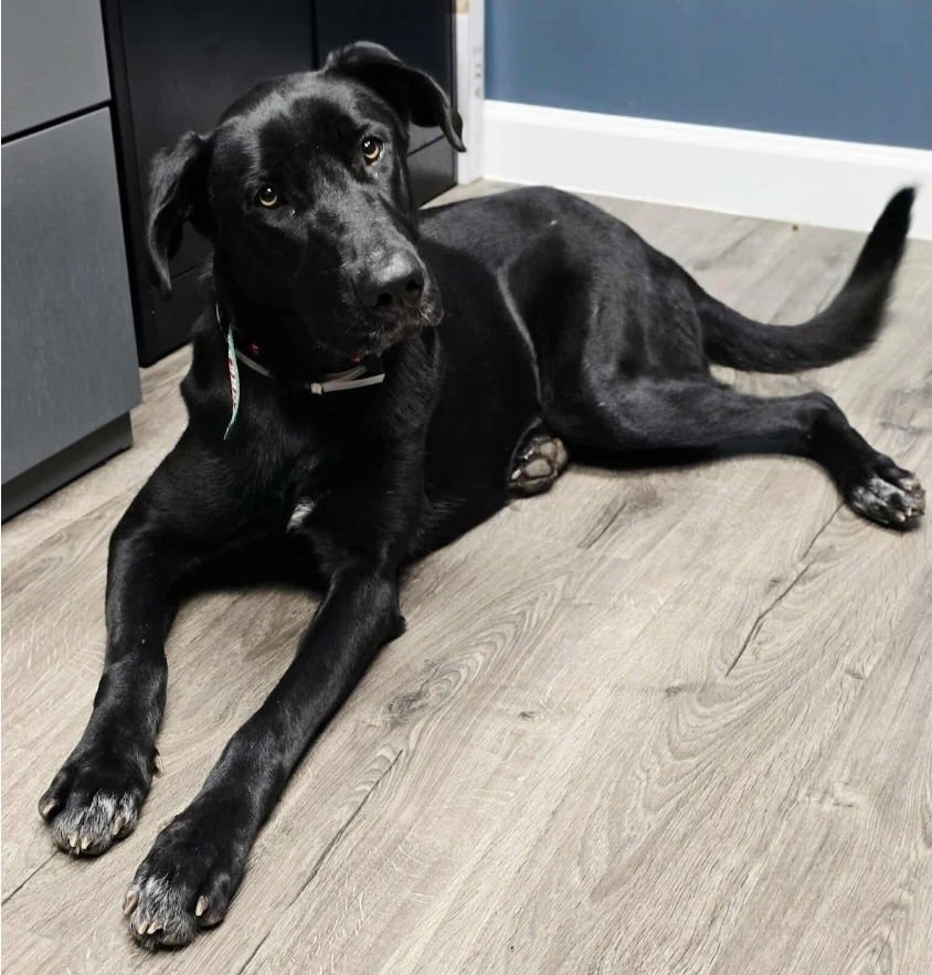 CHULA - Labrador Retriever / Great Dane available for adoption