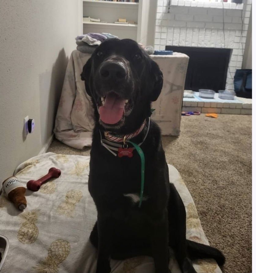 CHULA - Labrador Retriever / Great Dane available for adoption