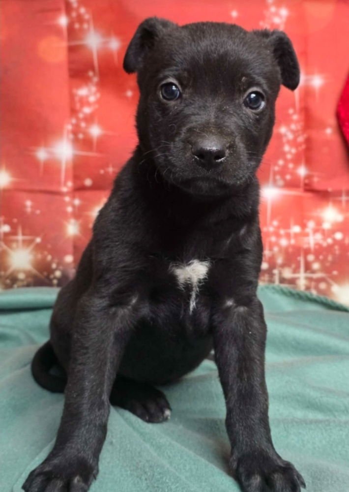 BLUEBERRY MUFFIN - German Shepherd Dog available for adoption